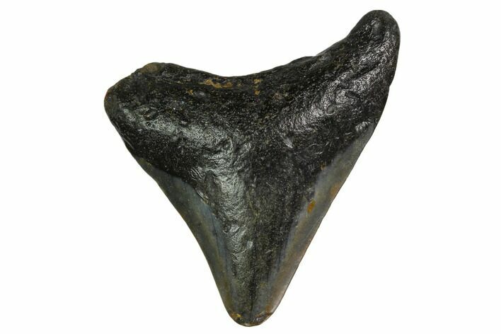 Bargain, Megalodon Tooth - North Carolina #152960